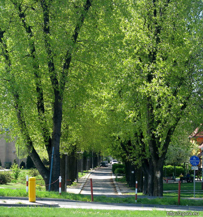 Wiosenna Zielona GĂłra