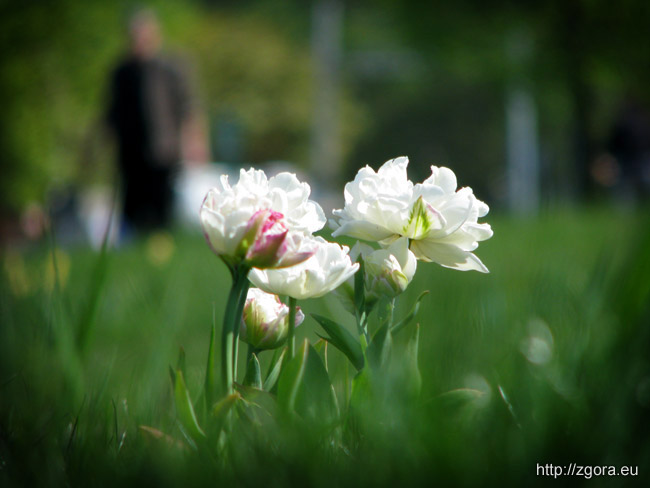 Zielona GĂłry - kwiaty