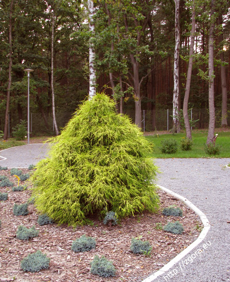 Roślinność w Ogrodzie Botanicznym w Zielonej Górze