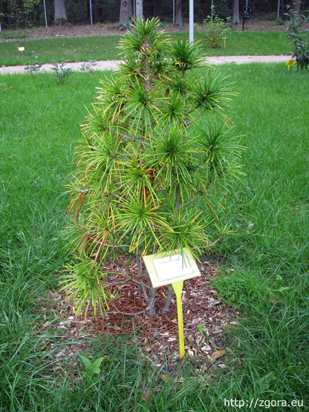 Fragment Ogrodu Botanicznego w Zielonej Górze