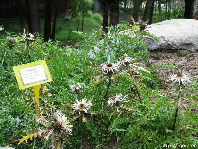 Dziewięćsił rosnący w Ogrodzie Botanicznym