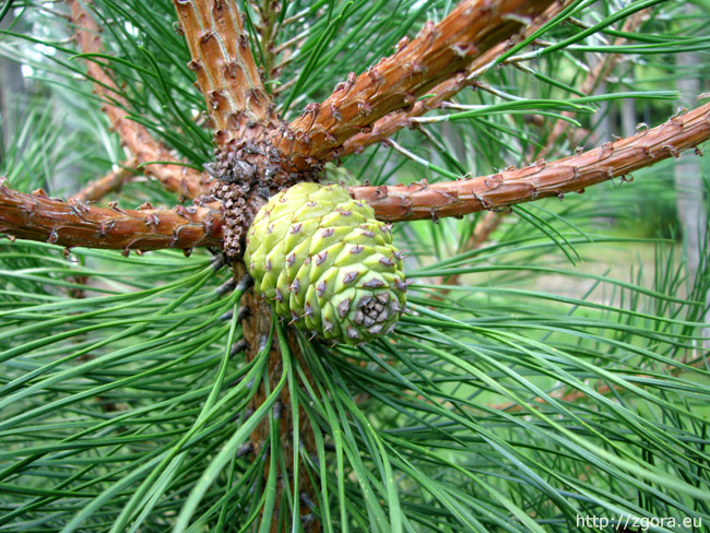 Szyszka drzewa w Ogrodzie Botanicznym